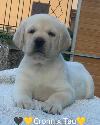 Cuccioli di Labrador Retriever con pedigree ENCI