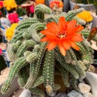 ECHINOPSIS CHAMAECEREUS