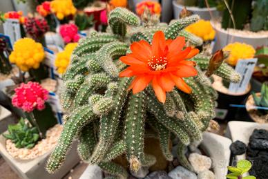 ECHINOPSIS CHAMAECEREUS