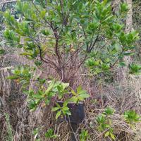 1 grande corbezzolo alto  circa 2 metri e mezzo