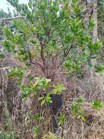 1 grande corbezzolo alto  circa 2 metri e mezzo