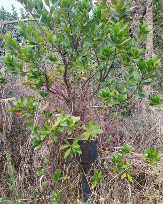 1 grande corbezzolo alto  circa 2 metri e mezzo