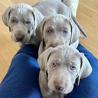 Cuccioli Weimaraner