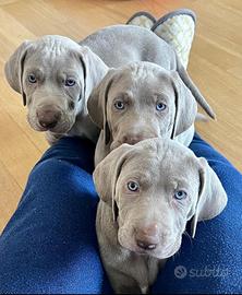 Cuccioli Weimaraner