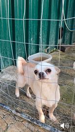 Chihuahua mini Toy