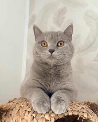 Cerchiamgatto maschio british shorthair per monta