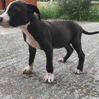 Cucciola di American Pitbull Terrier