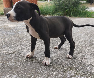 Cucciola di American Pitbull Terrier