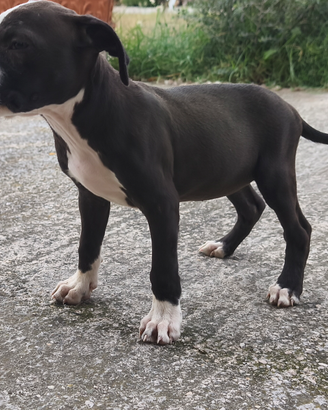 Cucciola di American Pitbull Terrier