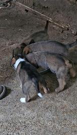 Segugio cuccioli