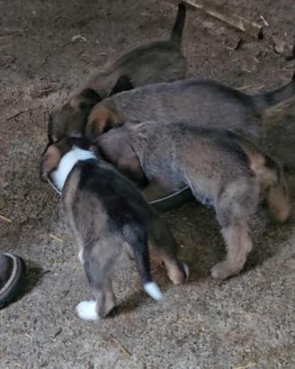 Segugio cuccioli