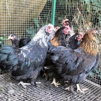 Galline americane cocincine