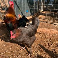 Galline marans
