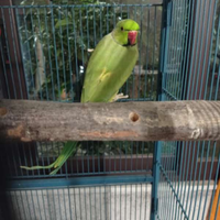 Parrocchetto dal collare maschio adulto