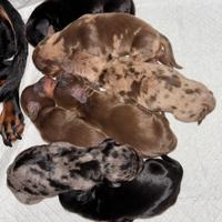 Bassotto Tedesco Arlecchino