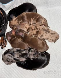 Bassotto Tedesco Arlecchino