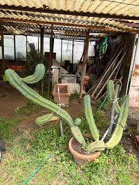 Pianta di cactus