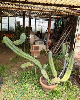 Pianta di cactus