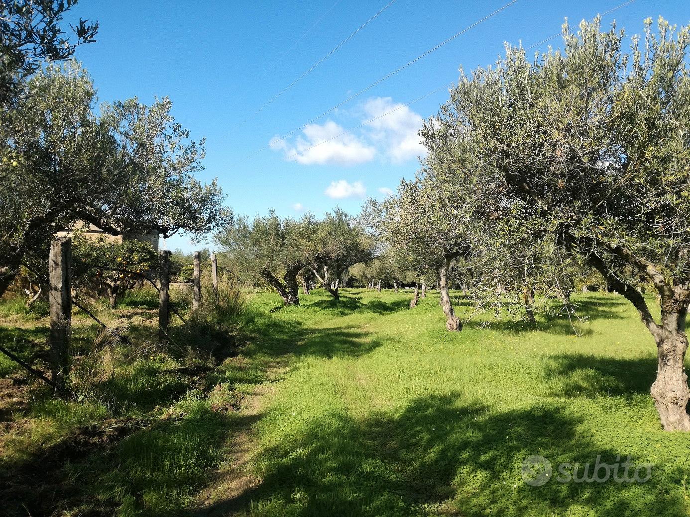 terreno c.da scunchipani - Altro