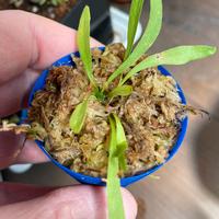 Utricularia Longifolia