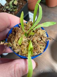 Utricularia Longifolia