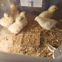 Galline pulcini americanine