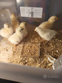 Galline pulcini americanine