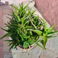 PIANTA  ALOE