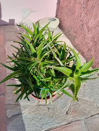 PIANTA  ALOE