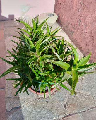 PIANTA  ALOE
