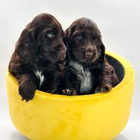 Cocker spaniel inglese con pedigree