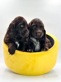 Cocker spaniel inglese con pedigree