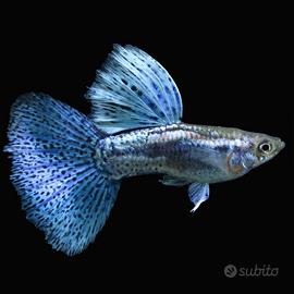 Pesci acquario guppy endler