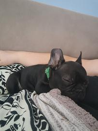 Cucciolo di Buldog Francese