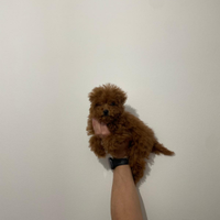 Minitoy Red femminuccia