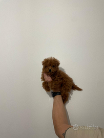 Minitoy Red femminuccia