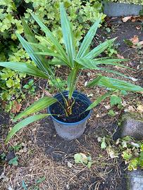 Trachycarpus fortunei