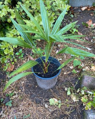 Trachycarpus fortunei