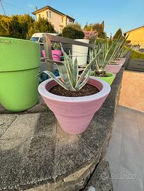 Agave americane