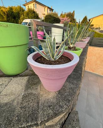 Agave americane