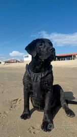 cucciolo di Labrador Retriever 