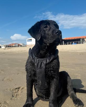 cucciolo di Labrador Retriever 