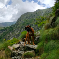 Boxer maschio per monta