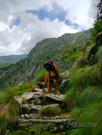 Boxer maschio per monta