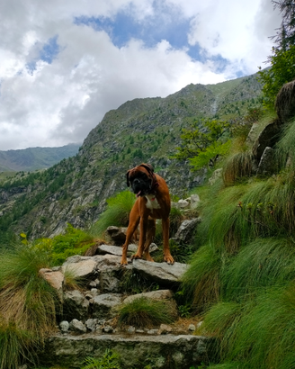 Boxer maschio per monta