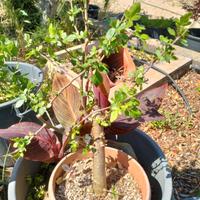 BURSERA FAGAROIDES 10 anni  ( Incenso palo santo)