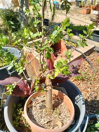 BURSERA FAGAROIDES 10 anni  ( Incenso palo santo)