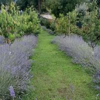 sacchetti fiori di Lavanda