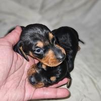 Bassotto nano kaninchen cuccioli