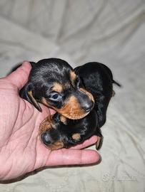 Bassotto nano kaninchen cuccioli